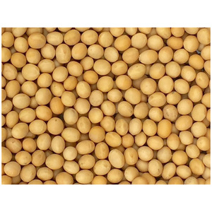 Soja jaune non-OGM de haute qualité - Soja / Grains de soja. Grains de soja non-OGM - Product Image 6