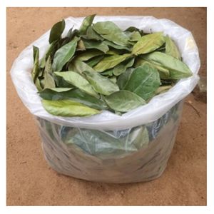 Feuilles de corossol séchées naturelles, matière première pour le thé, vente en gros en vrac - Product Image 1