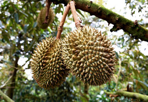 Durian Orgánico Fresco y Seco de Vietnam - Marca Hazel VIETDELTA, Grado A, Tamaños Personalizables, Listo para Comer, 24 Meses de Vida Útil - Product Image 5