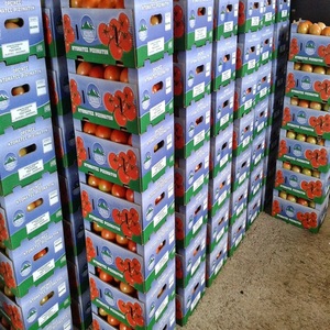 Tomates rouges fraîches de qualité export, légumes frais de ferme de première qualité pour la cuisson, le traitement, la vente en gros, l'approvisionnement en vrac et l'emballage - Product Image 5