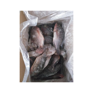 ปลาทิลาเปียแช่แข็ง น้ำหนัก 350-550 กรัม ราคาปลาสด ปลาทิลาเปียแช่แข็ง ปลาทิลาเปียดำ ขอดถอดหนัง ทำความสะอาดแล้ว พร้อมจำหน่ายอย่างมืออาชีพ - Product Image 2