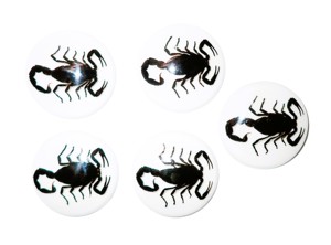 Black Scorpion Real Specimen Plastic Cabochon Round 38x38 mm White Flat Bottom for Crafts and Jewelry Making - Product Image 6