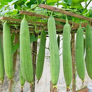 Esponjosa calabaza orgánica que crece en una planta trepadora en un entorno natural de jardín al aire libre, simbolizando la alimentación saludable. - Product Image 1
