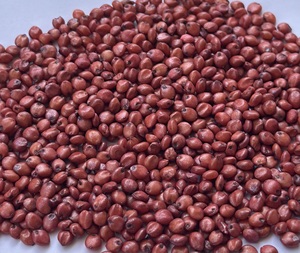 เมล็ดพันธุ์ข้าวฟ่างมูนสตาร์ SSG-5000 F1 ไฮบริด อายุการเก็บรักษา 24 เดือน - Product Image 5