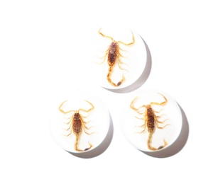 Escorpión Dorado, Espécimen Real, Cabujón de Plástico Redondo de 19x19 mm con Base Plana Blanca para Manualidades y Joyería - Product Image 5