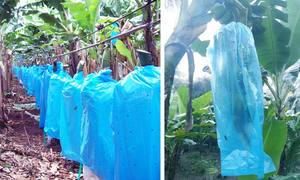 Cubierta Reutilizable Ecológica de Plástico PP No Tejido para Frutas, Protege Bananas, Tomates, Jardines de Invierno y Uso Agrícola - Product Image 5