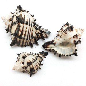 Conchas de operculo de murex negro, conchas de caracoles marinos naturales, conchas marinas del océano para manualidades y decoración - Product Image 1