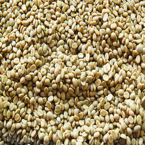 เมล็ดกาแฟอาราบิก้าอินเดียคั่วใหม่ พรีเมียม 100% บริสุทธิ์ คุณภาพเก็บเกี่ยวสดใหม่ กลิ่นหอมเข้มข้น รสชาติกลมกล่อม เกรด 1 กิโลกรัม - Product Image 2