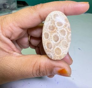 Cabochons de corail fossile naturel, cristaux minéraux polis, pierres précieuses de haute qualité, formes variées, matériaux en vrac pour la fabrication de bijoux - Product Image 3