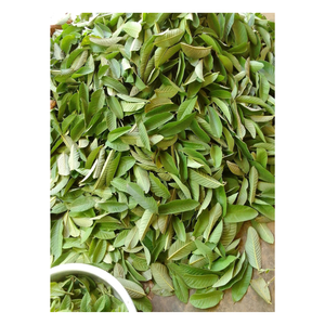 ใบ Psidium Guajava เกรดพรีเมี่ยมสำหรับชาสมุนไพร - Product Image 6
