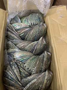 เปลือกหอยเป๋าฮื้อธรรมชาติขัดเงาทั้งชิ้น เป็นมิตรกับสิ่งแวดล้อมจากเวียดนาม สำหรับตกแต่งบ้านและทำเครื่องประดับ - Product Image 4