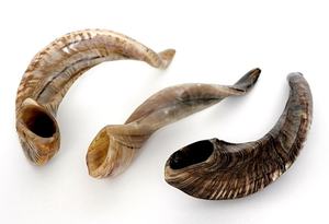 Shofar de cuerno de carnero Kudu, shofar de cuerno de carnero pulido, shofar artesanal natural, instrumento shofar de cuerno de carnero, shofar de cuerno de Kudu judío - Product Image 3
