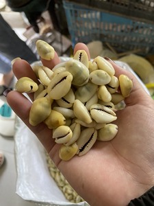 Magnifiques coquillages naturels de grande taille (5-6 cm) 100% adaptés à la décoration alimentaire et aux projets de bricolage - Origine Vietnam Ba Ria-Vung Tau VIET D.E.L.T.A - Product Image 5