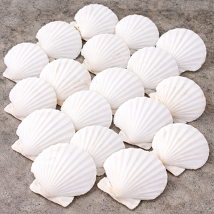 Coquille Saint-Jacques/Coquille de mer pour artisanat et décoration intérieure en provenance du Vietnam au meilleur prix Mme ALINA - Product Image 2