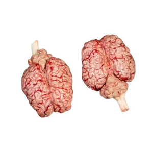 Cerebro de Res Congelado en Venta, Producto Halal de Primera Calidad, Venta al por Mayor de Productos de Carne de Res, Proveedor de Exportación a Granel - Product Image 2