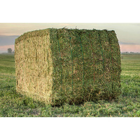 Foin d'alfalfa de qualité supérieure à vendre en gros, alimentation pour bétail, pour les exploitations d'élevage de bovins, de chevaux, de chèvres et de moutons.