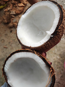 Coco Maduro de Ben Tre, Vietnam, Totalmente Descascarado, Grado de Exportación, Pulpa Blanca Espesa, Alto Contenido de Aceite, 100% Natural, TINIMEX, Procesamiento de Alimentos - Product Image 1
