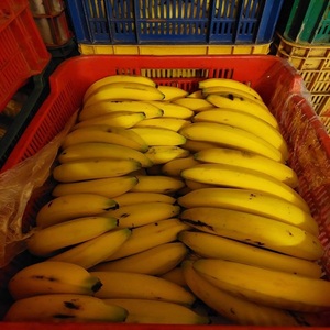 Bananes Cavendish fraîches et sucrées, fruits mûrs de haute qualité pour la consommation quotidienne, la cuisine, la transformation et la vente en gros - Product Image 3