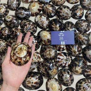 FAVORITO DE LOS CLIENTES 2026 Copa de lactancia Limpet Shell con cubierta de concha pulida para recolección de leche y uso en lactancia - Product Image 2