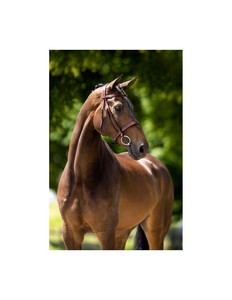 Bridas de Cuero de Alta Calidad para Montar a Caballo con Logotipo Personalizado, Venta al por Mayor Directa de Fábrica a Bajo Precio - Product Image 2