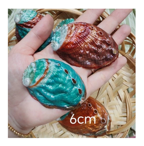 เปลือกหอยเป๋าฮื้อขัดเงาธรรมชาติ วัสดุงานฝีมือรักษ์โลก รูปทรงแปลกตา ของตกแต่งบ้านเวียดนาม งานแฮนด์เมด - Product Image 1