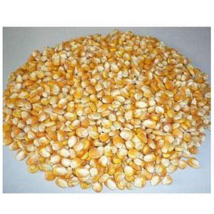 Maíz Amarillo, Maíz Amarillo Seco, Palomitas de Maíz, Maíz Blanco para Consumo Humano y Alimentación Animal - Product Image 5