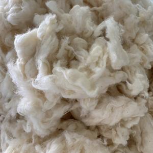 Algodón Combernoil Clean de alta calidad, marca Nithya, cantidad mínima 23 toneladas +/- 10. Contacte a la Sra. Kate +84387097963 - Product Image 5