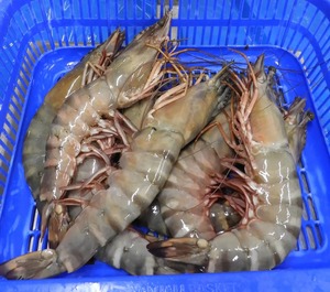 Crevettes tigrées noires entières séchées sans peau, variété Vannamei, IQF, en vrac, très vendues - Product Image 6