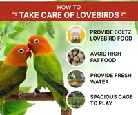 Mélange de graines pour oiseaux bio premium et naturel pour perroquets, agapornis, calopsites - Santé digestive, soutien immunitaire, santé des articulations, santé de la peau