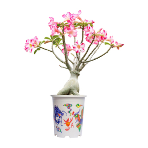 Eco-Friendly Modern Round Plastic <b>Planter</b> Printed Design for <b>Hanging</b> or Floor Use - Product Image 4