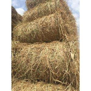 Forros de Paja de Arroz GIA GIA NGUYEN, Control de Humedad, Productos Agrícolas para Comederos de Animales, Vietnam - Product Image 2