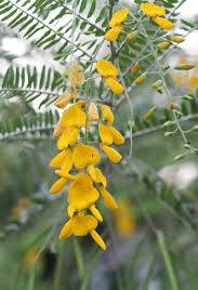 Flor de Sesbania, Flor Dien Dien, Flor Comestible Tradicional Vietnamita para Procesamiento de Alimentos y Servicios de Alimentación - Product Image 5