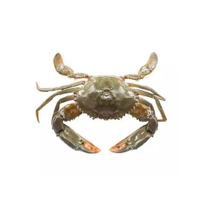 Red King Crab Live And Living King Crabs For Sale - Buy Land Hermit Crabs For Sale - Product Image 1