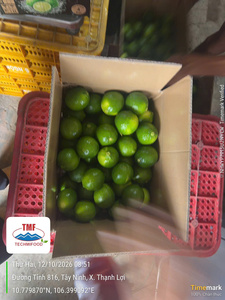 Citron vert frais sans pépins du Vietnam |   Citron vert de qualité export en vrac - Product Image 2