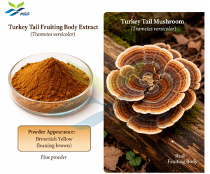 Suministro Directo de Fábrica HGO de Extracto Puro de Cuerpo Fructífero de Cola de Pavo (Trametes versicolor) Grado Alimenticio en Proporciones 5:1, 10:1, 20:1 - Product Image 5