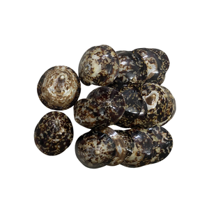 Conchas de limpias naturales del océano para proyectos de arte y manualidades con resina, conchas decorativas al por mayor Vietchoice - Product Image 6