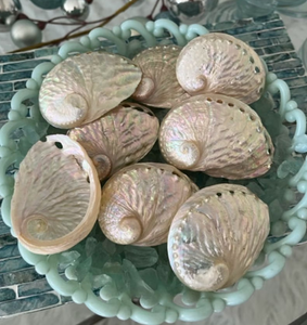 Conchas de Abulón Perladas Exóticas, Pulimentadas, Iridiscentes, Arcoíris, en Paquete a Granel para Decoración de Oficina de Lujo - Macy - Product Image 2