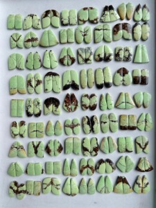 พลอยคริสโซเพรสเลมอนธรรมชาติคุณภาพสูงทรงคาโบชองคู่สีเขียวสำหรับทำต่างหู พลอยหลวมสำหรับเครื่องประดับ - Product Image 3