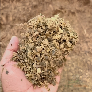 Ensilaje de Maíz de Primera Calidad para la Nutrición de Vacas Lecheras, Ensilaje de Maíz Amarillo para Alimentación de Ganado, Venta al por Mayor y Uso Comercial en Granjas - Product Image 5