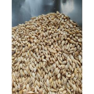 Alimento Natural Orgánico de Primera Calidad para Animales, Cebada en Grano, Empaque de 50 Kg, Semillas de Cebada, Cereales - Product Image 4