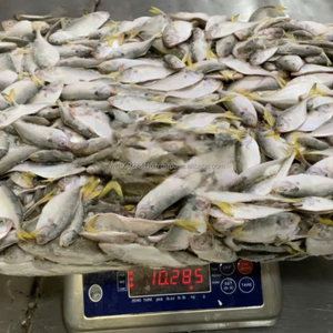 Scad de queue jaune de qualité supérieure – Ingrédient protéiné marin naturel pour l'alimentation animale et l'aquaculture en provenance du Vietnam - Product Image 2