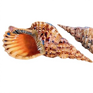 Concha Marina Natural Grande |   Conchas Marinas Vietnamitas para Decoración Artesanal, Eventos Temáticos de Playa y Suministros para Manualidades - Product Image 1