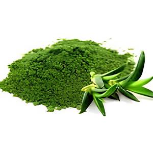 Proveedor de Extracto de Hoja de Aloe Vera en Polvo de Alta Pureza, Extracto Herbal para Nutracéuticos y Cuidado Personal, Fabricante OEM - Product Image 1