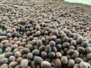 Semillas de Loto Negro Secas, Cadena de Suministro de Alimentos de Vietnam, Fuente Confiable, Precio Competitivo, Estándar de Exportación - Product Image 5