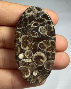 หินอาเกต TURRITELLA แบบคาโบชอง ขายส่งเป็นล็อตตามน้ำหนัก มีรูปทรงและขนาดต่างๆ ใช้สำหรับทำเครื่องประดับ - Product Image 4