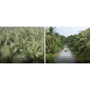 Venta al por mayor de agua de coco fresca de 330ml con pulpa directamente de Vietnam - Product Image 3