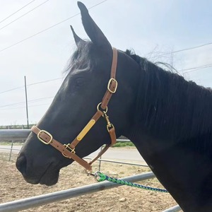 Harnais pour cheval avec double couche de cuir et ferrures en laiton, équipement équestre pour l'entretien et l'entraînement des chevaux - Product Image 5