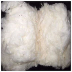 ก้อนฝ้ายดิบออร์แกนิกพร้อมสำหรับตลาดต่างประเทศ - Product Image 4