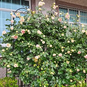 Set di 4 tralicci da giardino in metallo antiruggine da 220 cm x 50 cm per piante rampicanti, supporto per fiori da esterno - Product Image 4