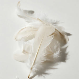 Plumas de Pato Blanco de Alta Calidad 2026, Procesadas y Limpias, Suministro a Granel de Vietnam para Relleno de Almohadas y Cojines, Exportación - Product Image 1